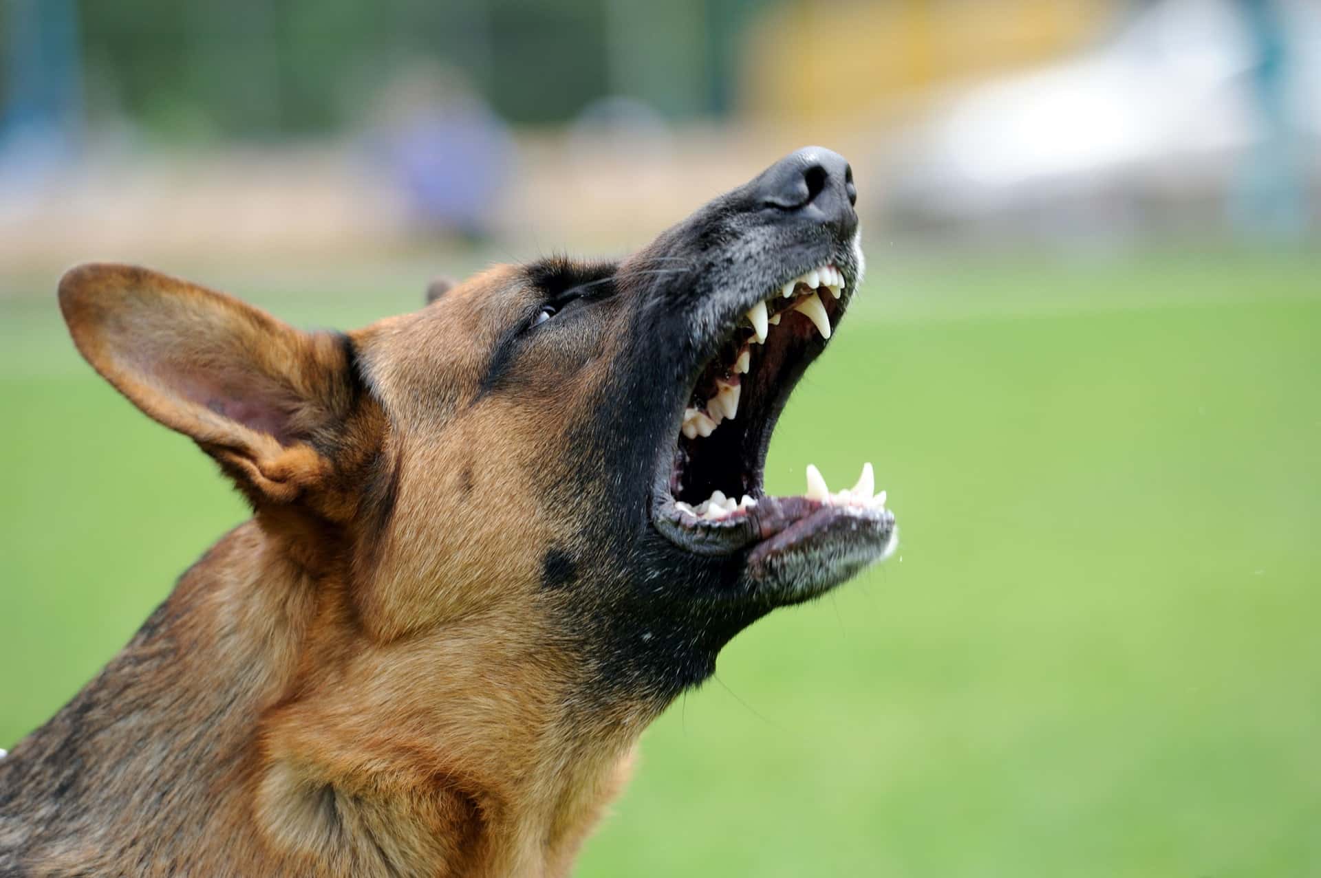 Vicious dog