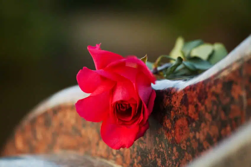Red rose resting on marble headstone