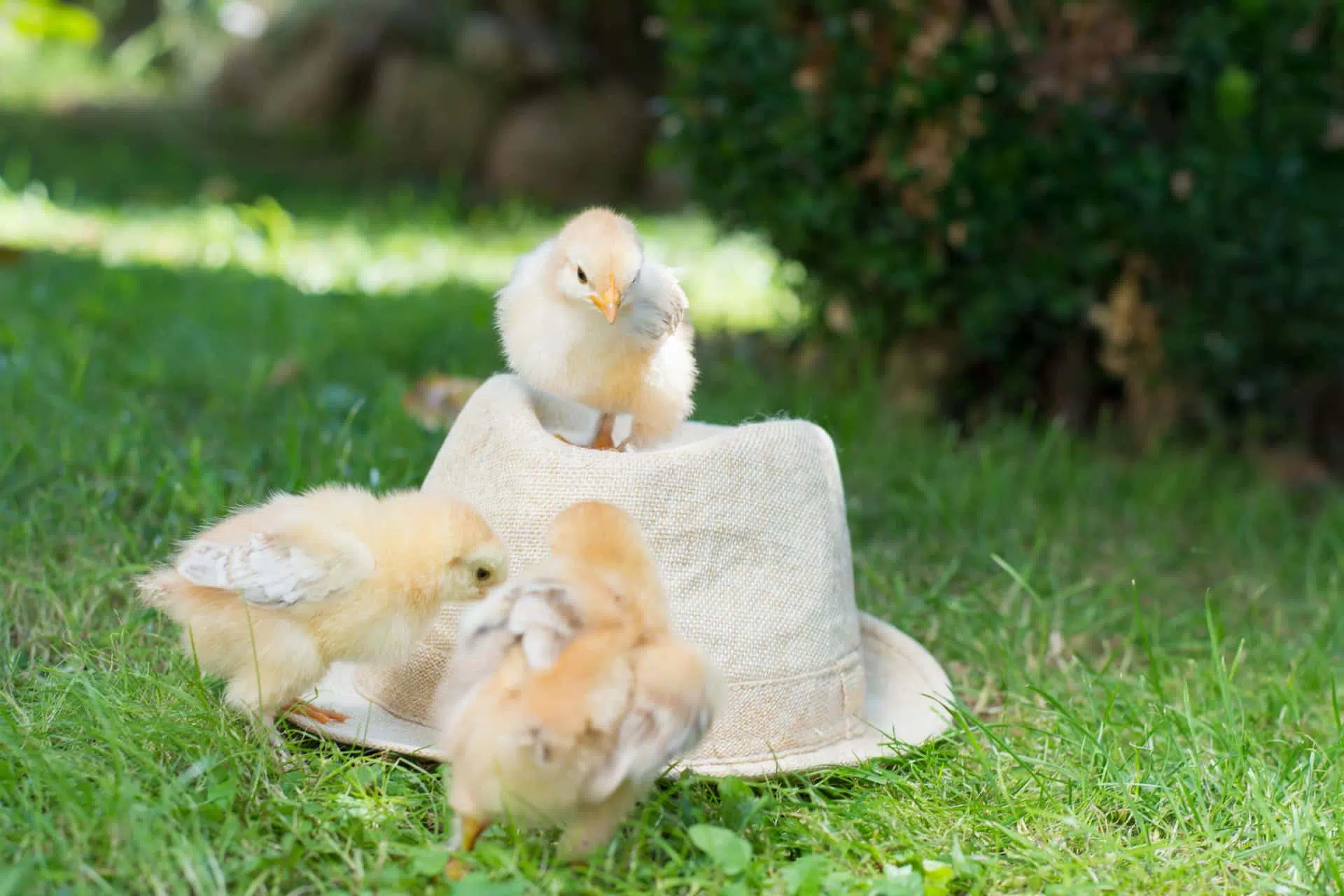 Image of three baby roaming chickens in a backyard standing on and around a straw hat.