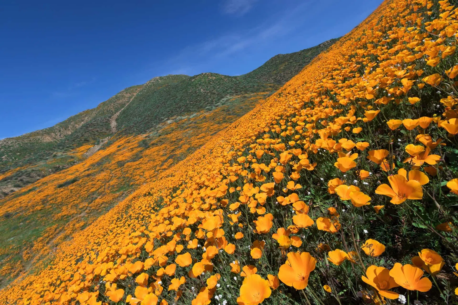 Image of the California poppy bloom that is causing drivers to stop on the freeway